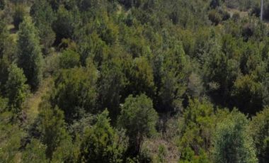 Últimas Parcelas en Sector Lago Chapo, Puerto Montt con Precio Rebajado Hasta el 31-12-2025