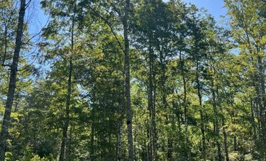 Linda parcela en Huincacara con bosque nativo!