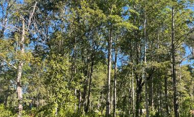 Linda parcela en Huincacara con bosque nativo!
