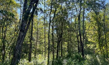 Linda parcela en Huincacara con bosque nativo!