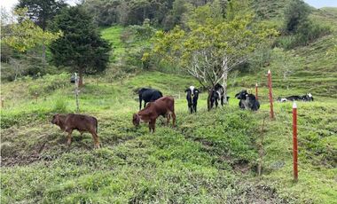 Finca Agropecuaria en Venta en Santo Domingo Antioquia