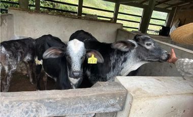 Finca Agropecuaria en Venta en Santo Domingo Antioquia