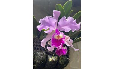 Finca Agropecuaria en Venta en Santo Domingo Antioquia