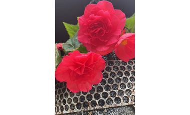 Finca Agropecuaria en Venta en Santo Domingo Antioquia