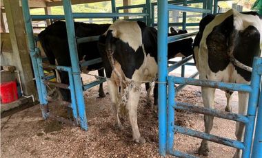 Finca Agropecuaria en Venta en Santo Domingo Antioquia