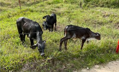 Finca Agropecuaria en Venta en Santo Domingo Antioquia