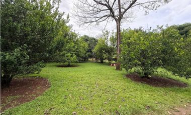 Venta de finca en Balita, Tinajas, Chiriquí