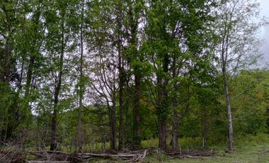 PARCELAS CUDICO 15 KM DE LICAN RAY, LINDO Y TRANQUILO SECTOR