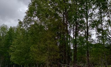 PARCELAS CUDICO 15 KM DE LICAN RAY, LINDO Y TRANQUILO SECTOR