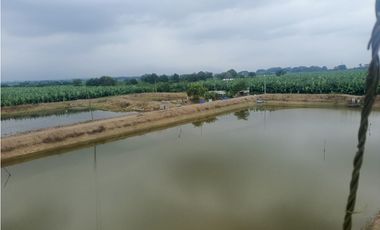 CAMARONERA EN VENTA – TENGUEL  10 HAS