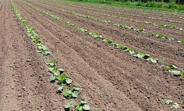 San Blas/Rio Longavi - Parcela - Venta