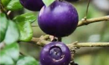 Vende parcelas con rol propio, desde 5.000 mt2, en proyecto Fundo Río Los Ostiones, Los Muermos.  Opción de Crédito directo.