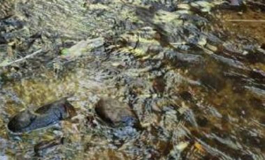 Vende parcelas con rol propio, desde 5.000 mt2, en proyecto Fundo Río Los Ostiones, Los Muermos.  Opción de Crédito directo.