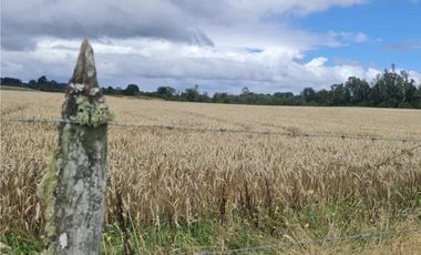 Vende parcelas con rol propio, desde 5.000 mt2, en proyecto Fundo Río Los Ostiones, Los Muermos.  Opción de Crédito directo.