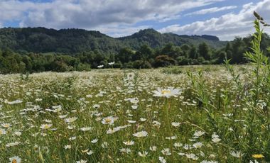Vende parcelas con rol propio, desde 5.000 mt2, en proyecto Fundo Río Los Ostiones, Los Muermos.  Opción de Crédito directo.