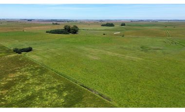 Campo en venta en Chascomus - Ranchos. 150 Has. ganaderas