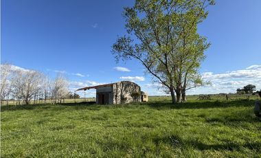 Campo en venta en Chascomus - Ranchos. 150 Has. ganaderas