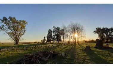 Campo en venta en Chascomus - Ranchos. 150 Has. ganaderas