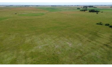 Campo en venta en Chascomus - Ranchos. 150 Has. ganaderas