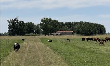 Campo en venta en Chascomus - Ranchos. 150 Has. ganaderas