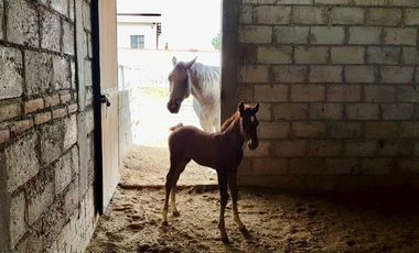 VENTA RANCHOS HIDALGO 5 HAS NOPALA DE VILLAGRAN  AA