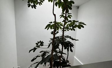 Casa en Polanco III Sección, Miguel Hidalgo