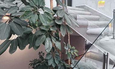 Casa en Polanco III Sección, Miguel Hidalgo