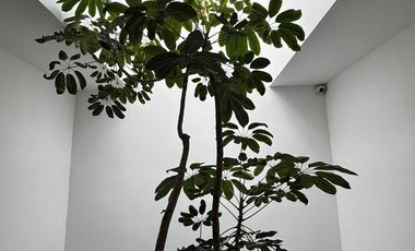 Casa en Polanco III Sección, Miguel Hidalgo