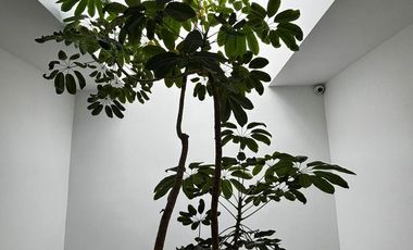 Casa en Polanco III Sección, Miguel Hidalgo