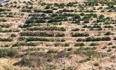 Terreno para siembra en Jalpa, Zacatecas.