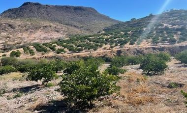 Terreno para siembra en Jalpa, Zacatecas.