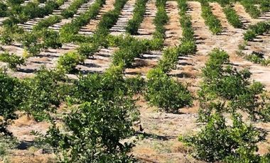 Terreno para siembra en Jalpa, Zacatecas.