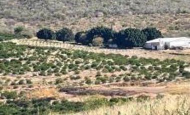 Terreno para siembra en Jalpa, Zacatecas.