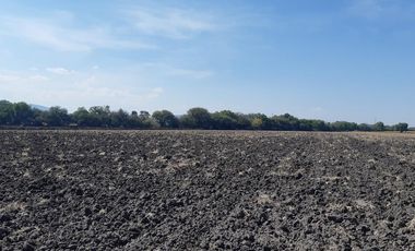 VENTA | Terreno 5 ha. con riego por goteo | titulo de propiedad