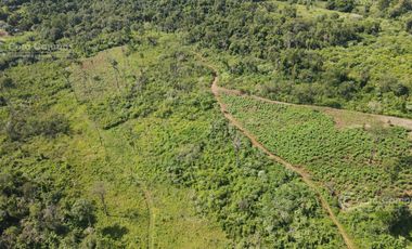 Chacra en Santo Pipo,  44 ha forestación, yerba y monte
