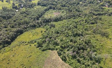 Chacra en Santo Pipo,  44 ha forestación, yerba y monte