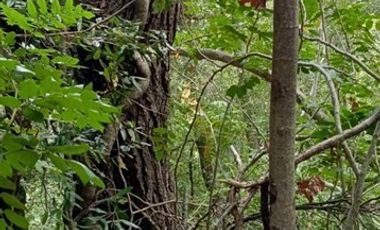 Parcela en Venta en San Fabián de Alico