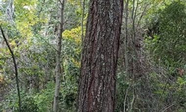 Parcela en Venta en San Fabián de Alico