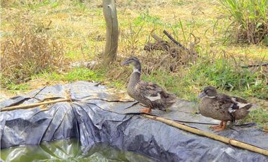 Vendo Parcela  Barichara Vda Guayabal