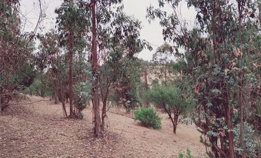 Parcela en Venta en FDO CARRIZALILLO