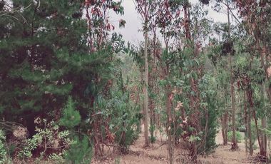 Parcela en Venta en FDO CARRIZALILLO