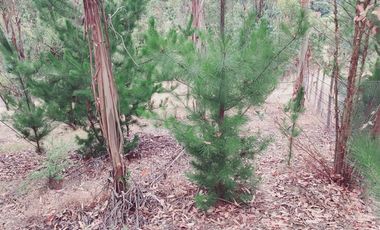 Parcela en Venta en FDO CARRIZALILLO