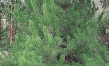 Parcela en Venta en FDO CARRIZALILLO