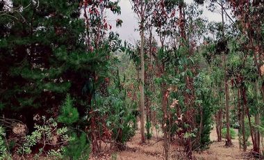 Parcela en Venta en FDO CARRIZALILLO