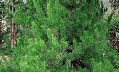 Terreno Construccion  en Venta en FDO CARRIZALILLO