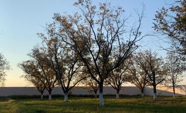 Terreno en Venta en San Armando, Torreón, Coahuila de Zaragoza