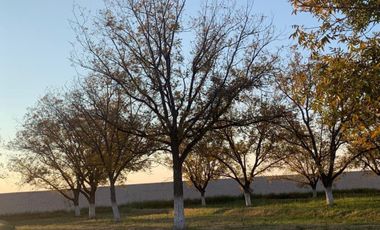 Terreno en Venta en San Armando, Torreón, Coahuila de Zaragoza