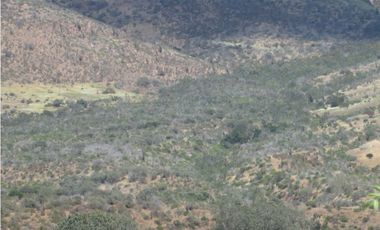 VENDO CAMPO LONGOTOMA- PICHILEMU LA LIGUA