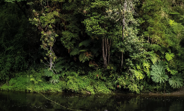 VIVE Y FORMA PARTE DE UNA RESERVA NATURAL