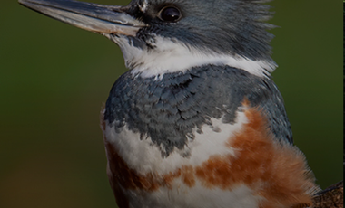 VIVE Y FORMA PARTE DE UNA RESERVA NATURAL